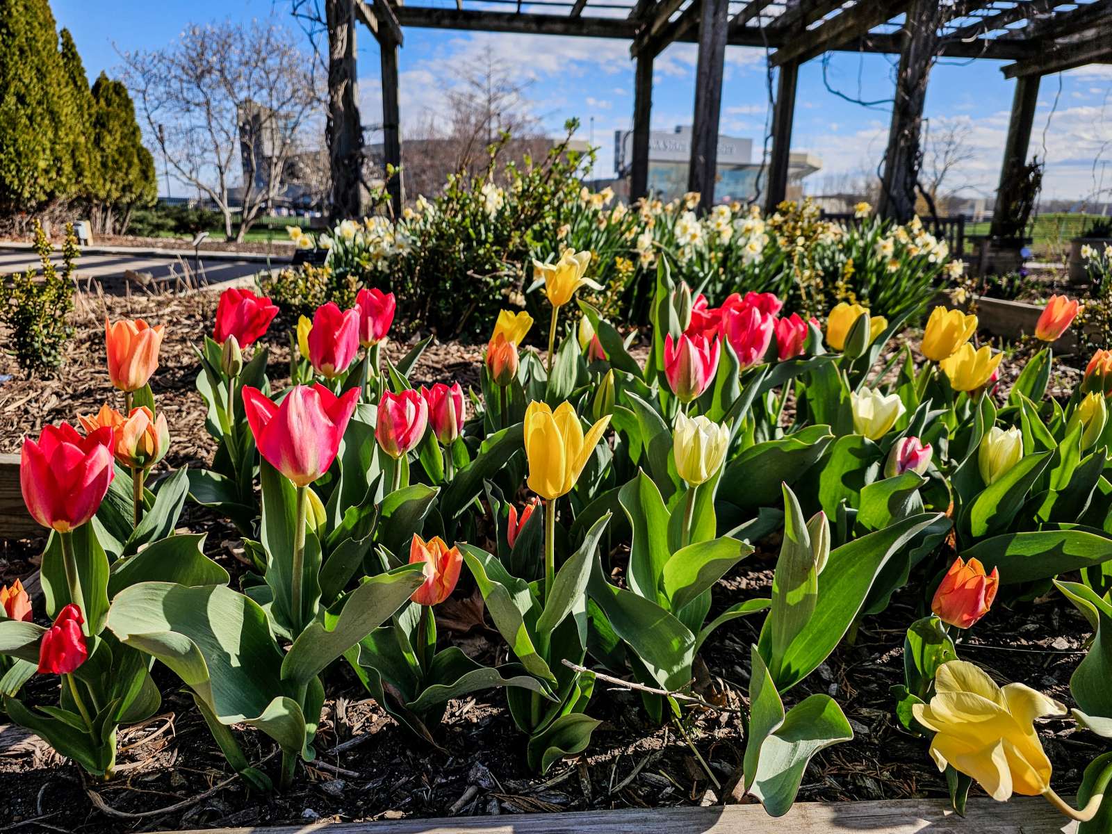 Tulips at Reiman Gardens with Jack Trice Stadium in background