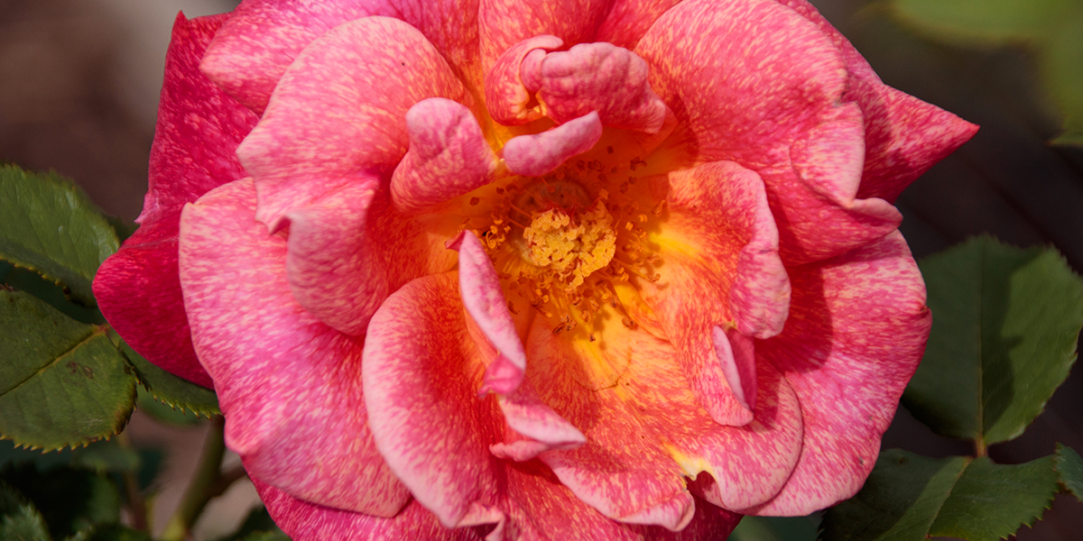 Buck Roses Spanish Rhapsody with pink and yellow coloration