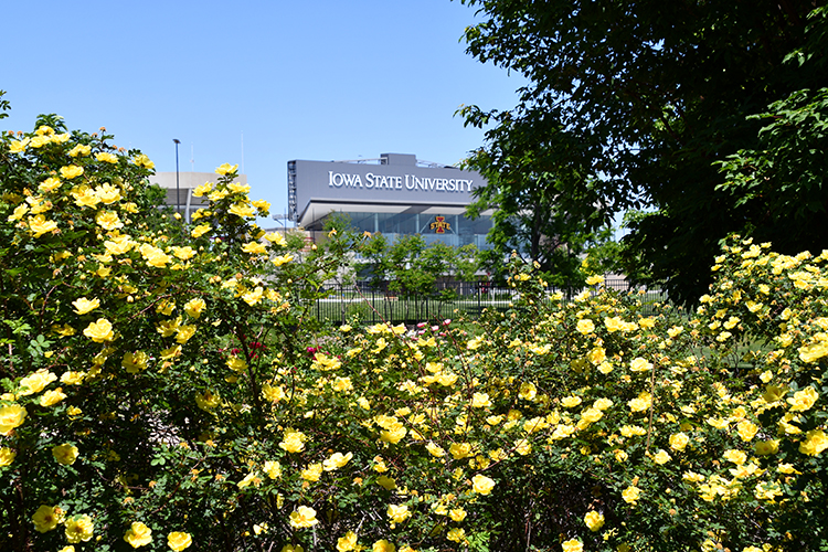 Heirloom Garden yellow roses and green leaves