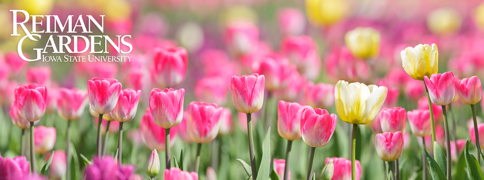 Pink and yellow tulips and Reiman Gardens logo